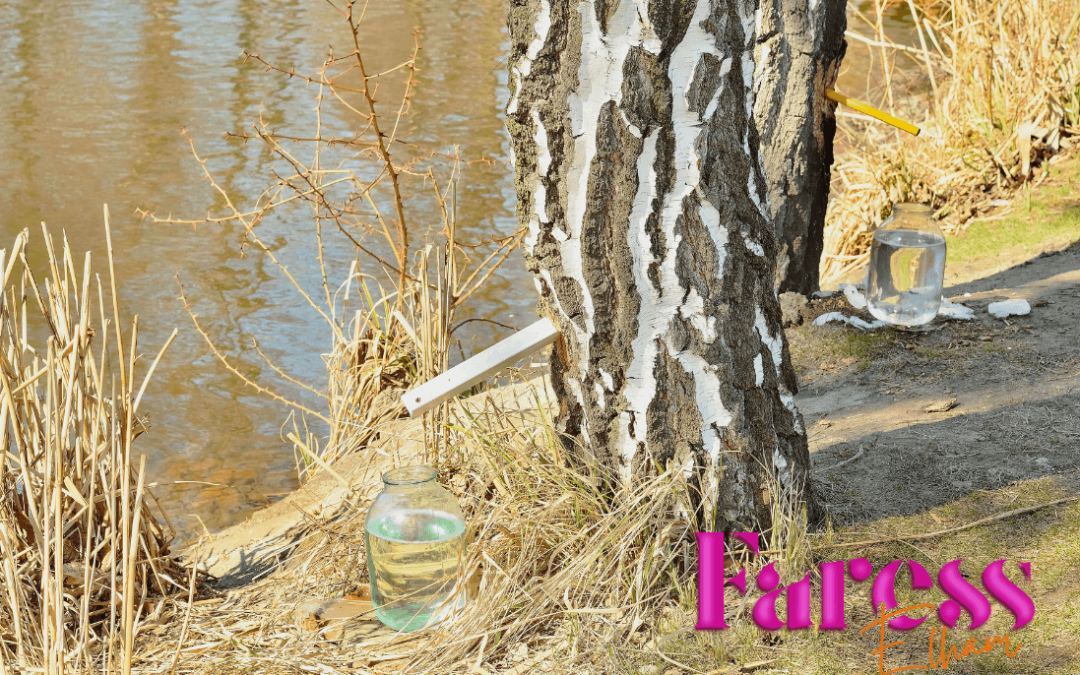 La cure de sève de Bouleau : votre allié santé